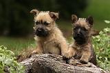 CAIRN TERRIER 391